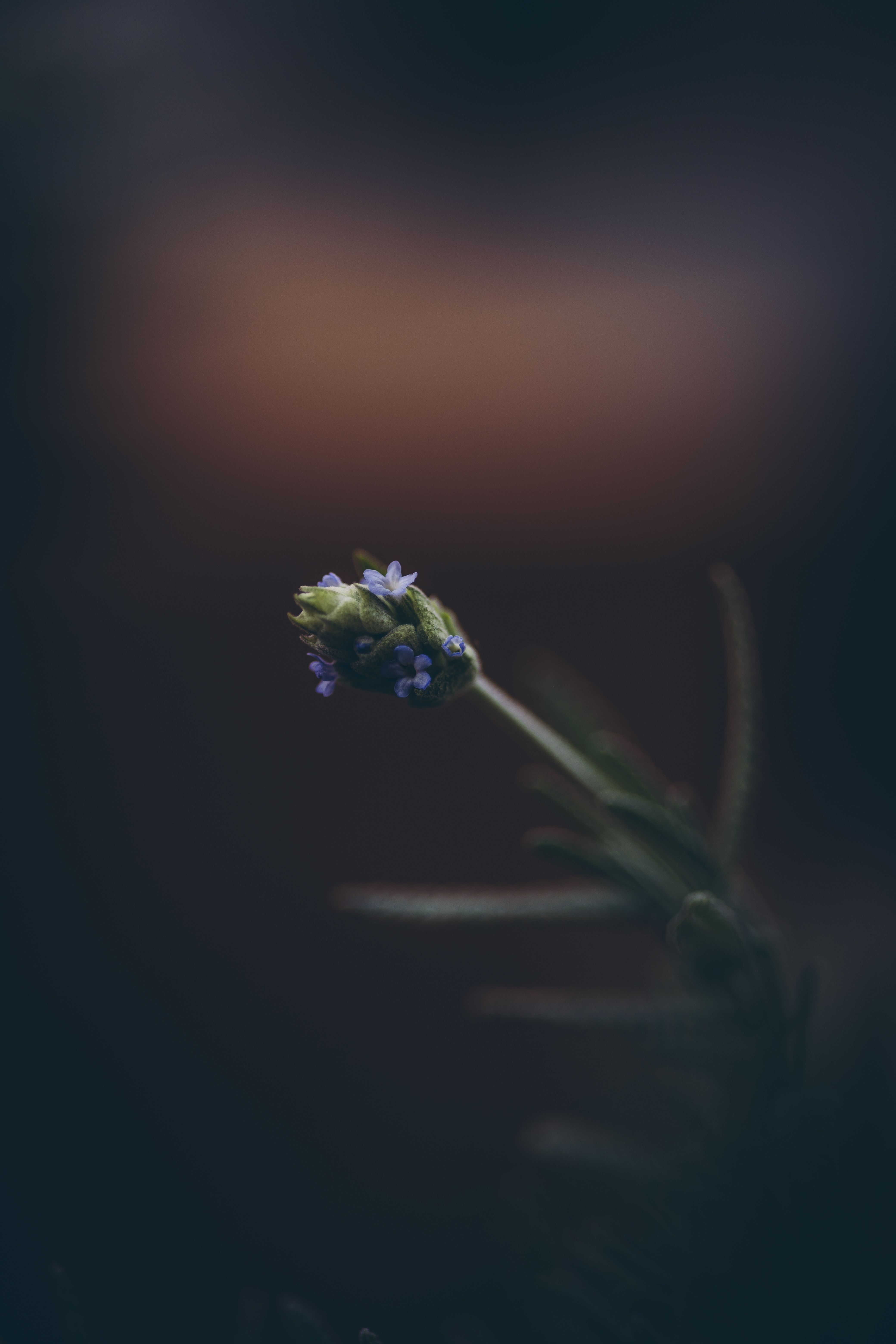 Lavender at dusk