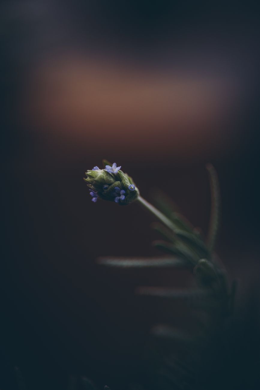 Lavender at dusk