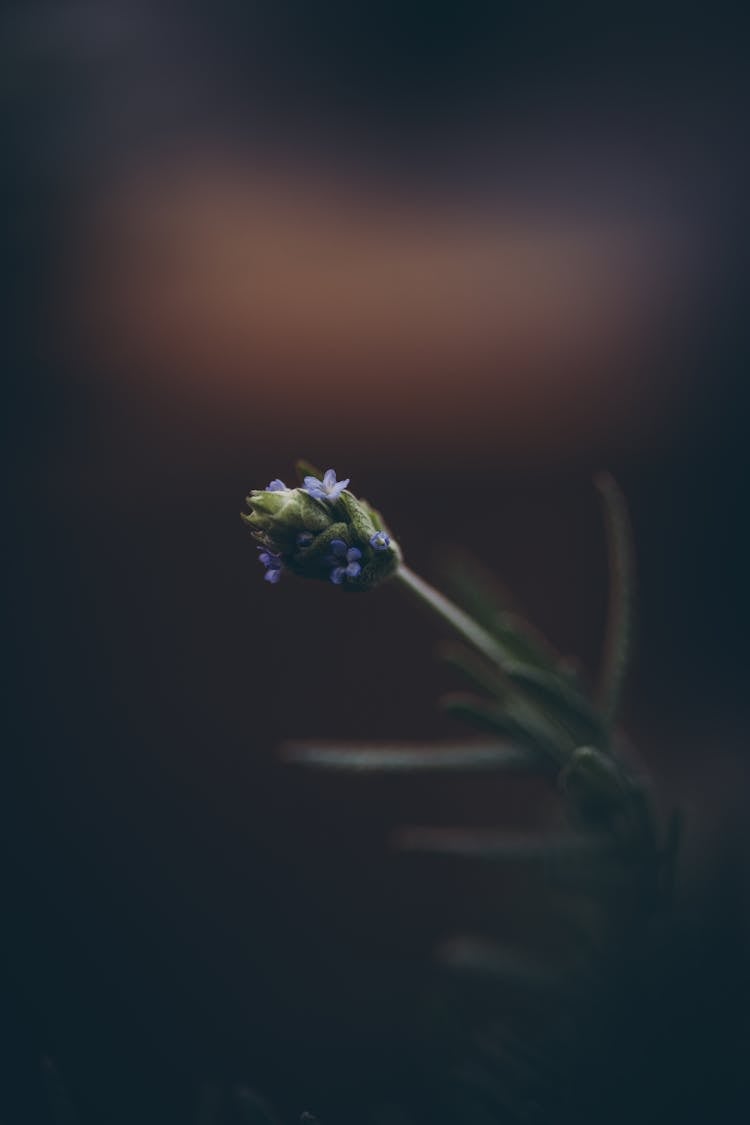 Close-up Of Blooming Shrub Bud On Dark Background