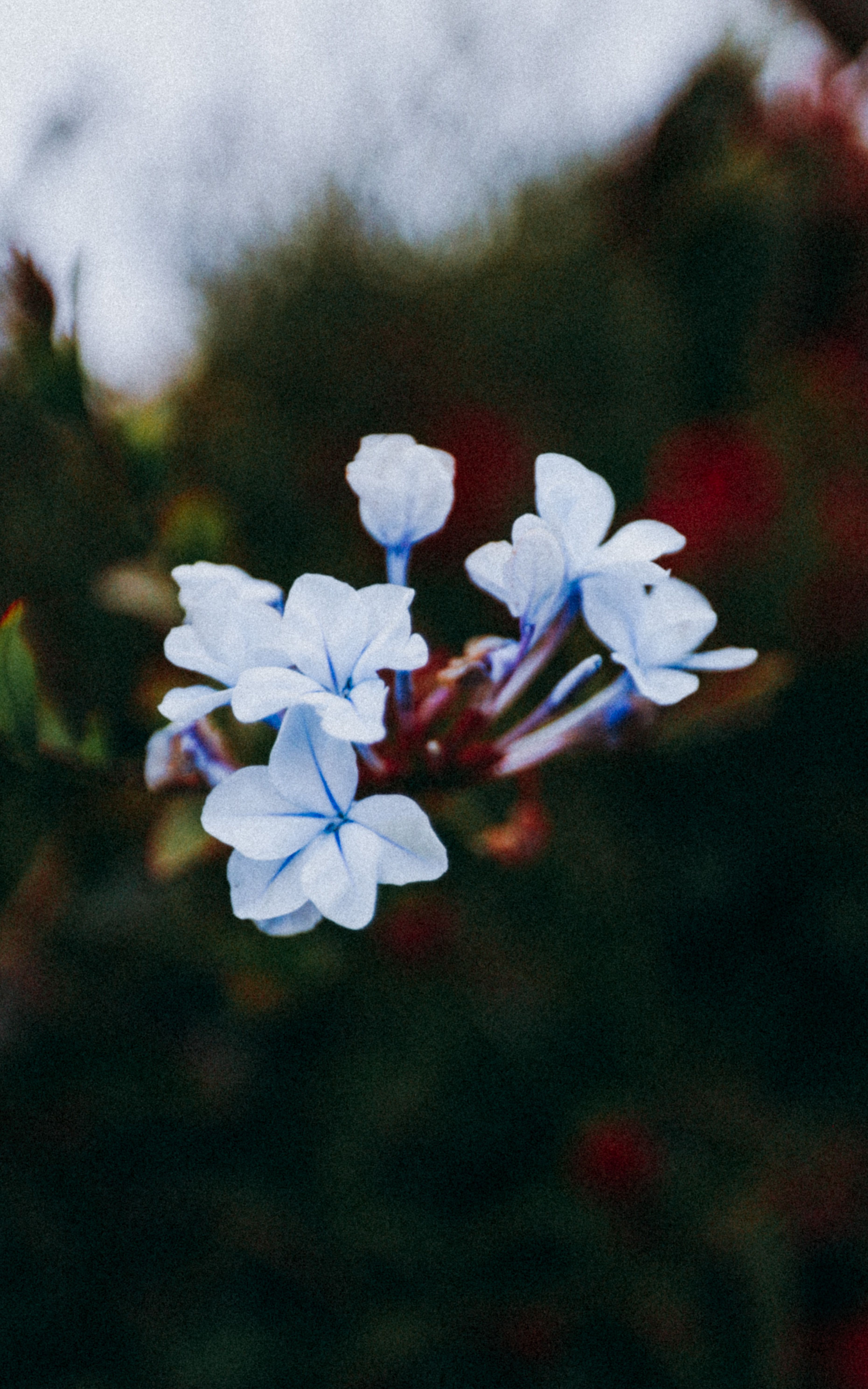 Close-up of Delicate Blue Flowers · Free Stock Photo
