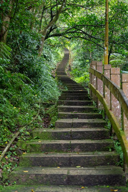 Concrete Steps between Green Trees in a Park · Free Stock Photo