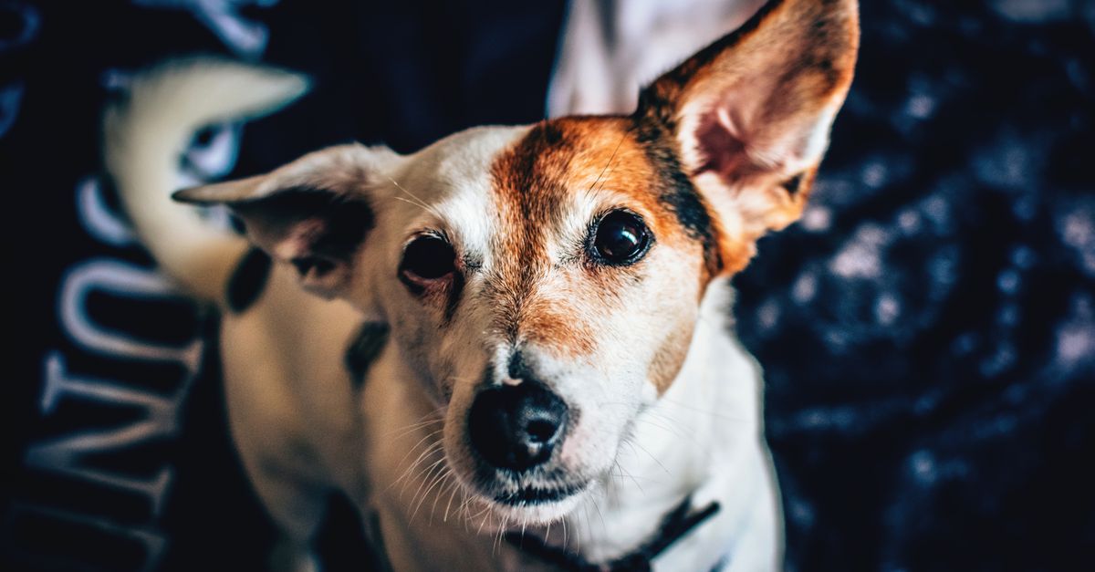 How to Handle Pet Anxiety During Fireworks