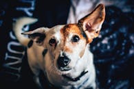 杰克罗素梗的特写肖像显得警觉又好奇