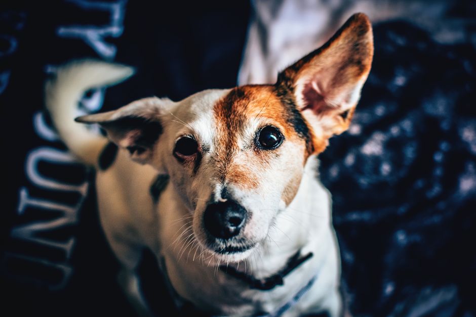 Close-up portrait of a Jack Russell Terrier dog looking alert and curious.
