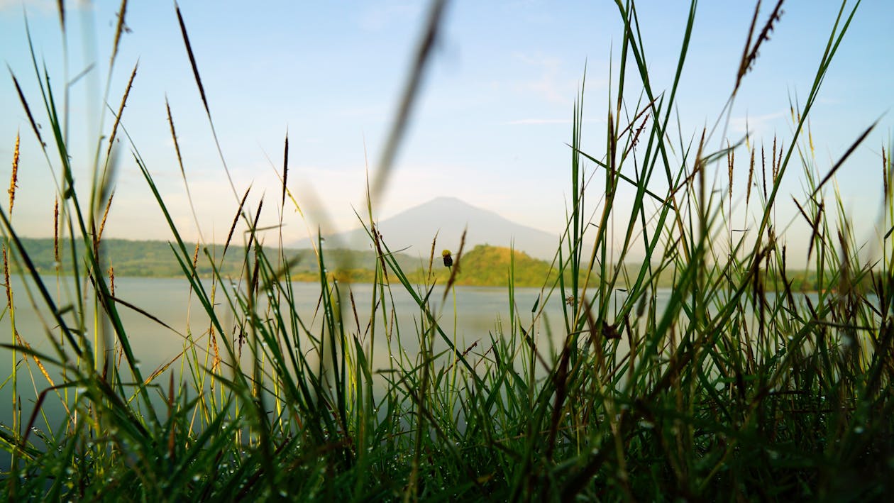 Foto stok gratis alam yang indah, bunga rumput, danau