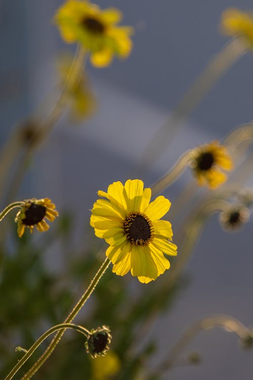 Close-up Photo of Yellow Flowers in the Meadow