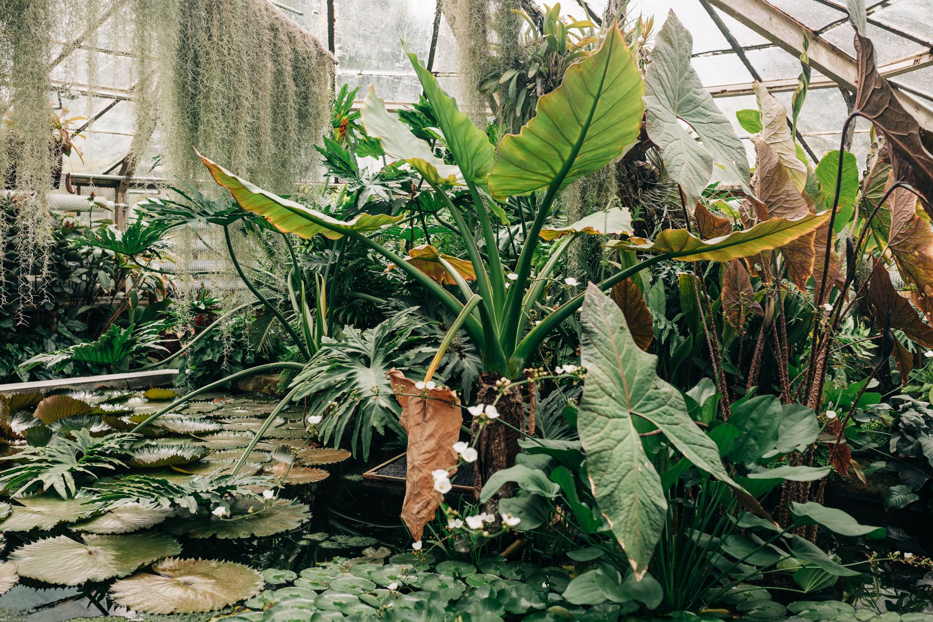 Explore a vibrant tropical greenhouse filled with diverse plants and rich greenery.