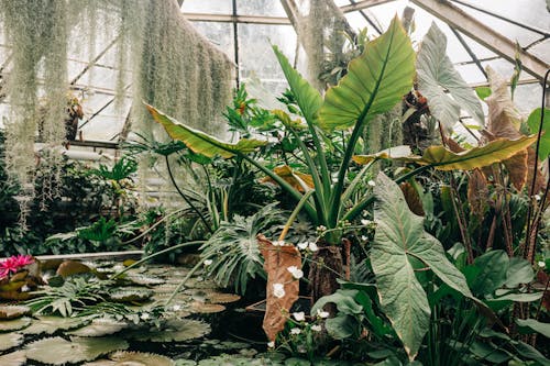 Plants inside of a Greenhouse at a Botanical Garden