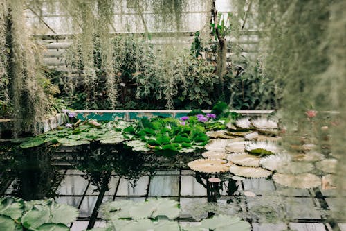 Photo of a Pool with Aquatic Plants in a Greenhouse in a Botanical Garden