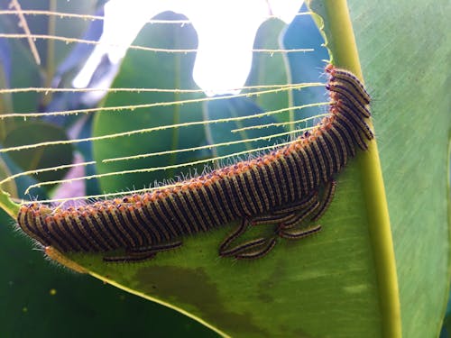 Free stock photo of amazon jungle, forest, larvas feeding Stock Photo