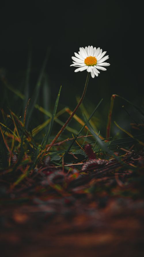 Free A single daisy flower stands against a blurred, dark background amidst grass, embodying simplicity and tranquility. Stock Photo