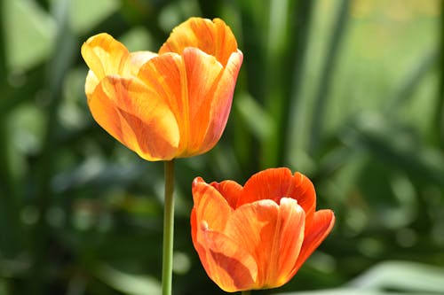 Foto profissional grátis de cor, flores, foco seletivo