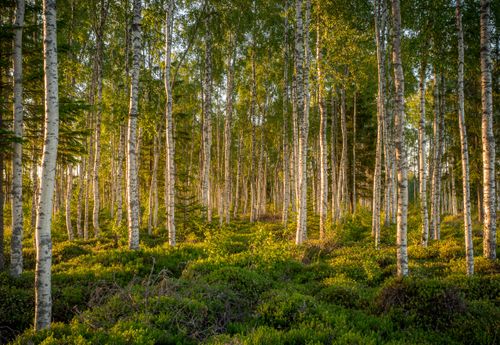 Free A tranquil birch forest with lush green undergrowth and sunlight filtering through the leaves. Stock Photo