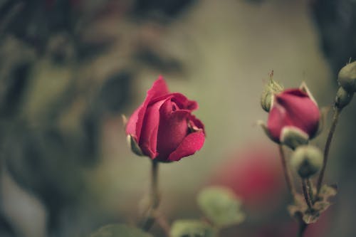 セレクティブフォーカス, バラ, 咲くの無料の写真素材