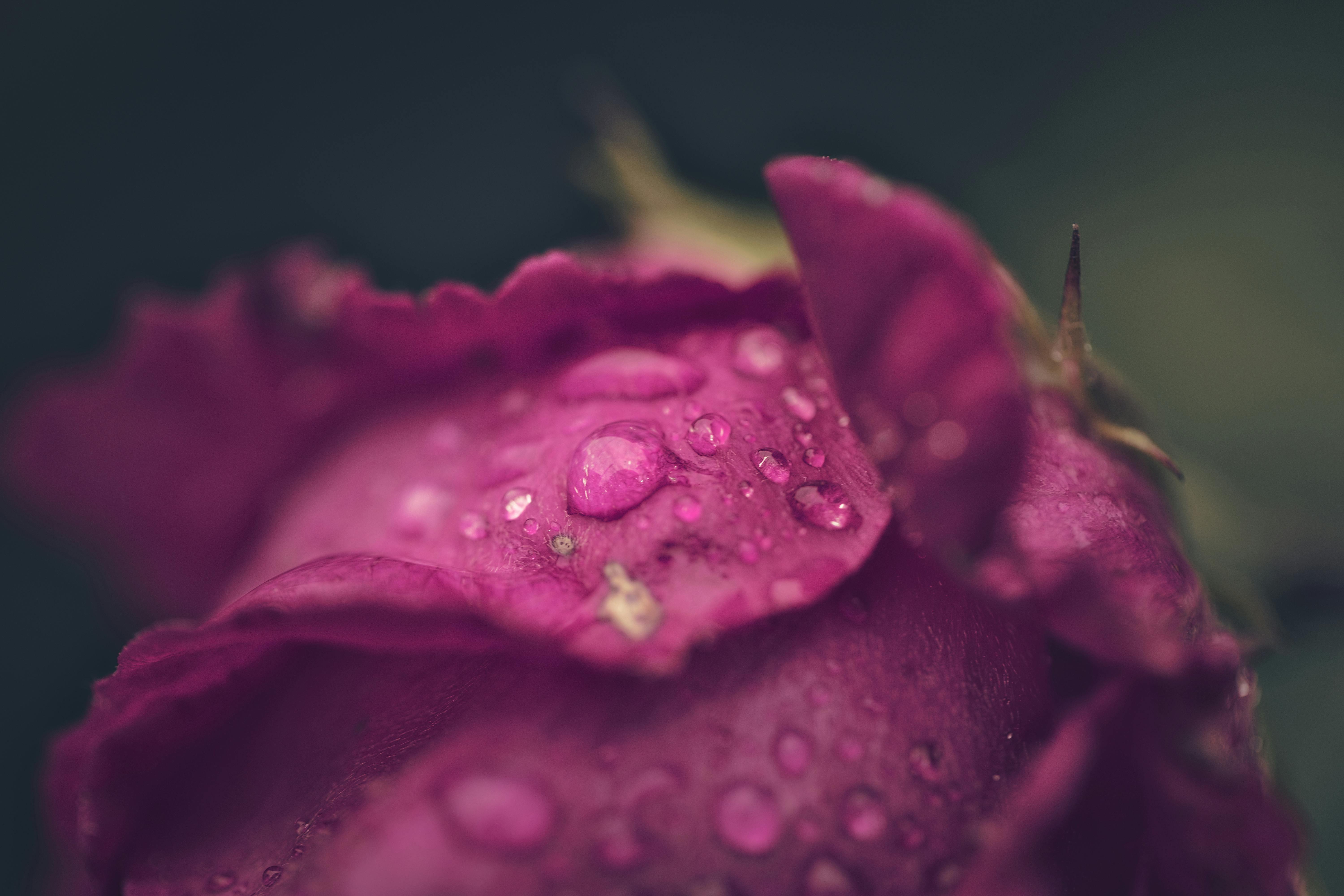 1000 Purple Rose Pictures  Download Free Images on Unsplash