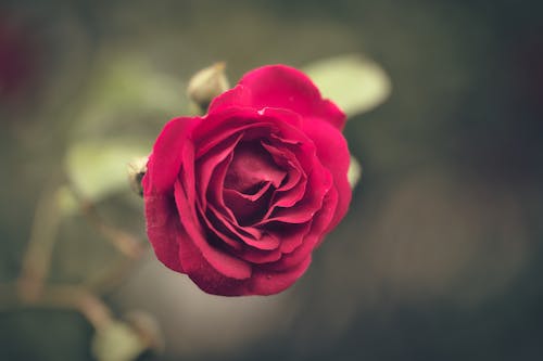 ローズ, 咲く, 庭園の無料の写真素材