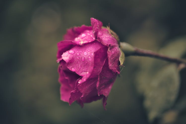 Close-up Of A Purple Rose Wet From Rain 