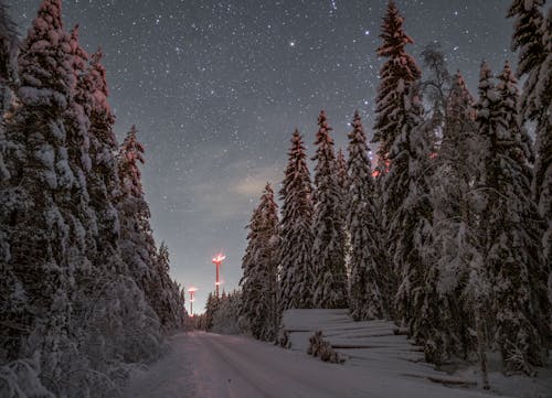 Coniferous Forest Covered with Snow in the Evening 