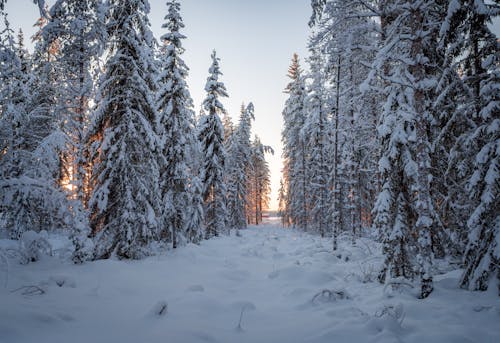 Coniferous Forest in Winter 