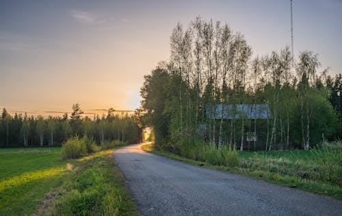 Gratis arkivbilde med asfaltvei, bjørk, bjørketre