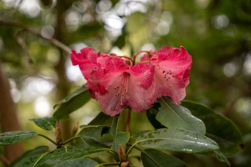 Free Close-up of blooming pink rhododendron with lush green leaves in a serene garden. Stock Photo