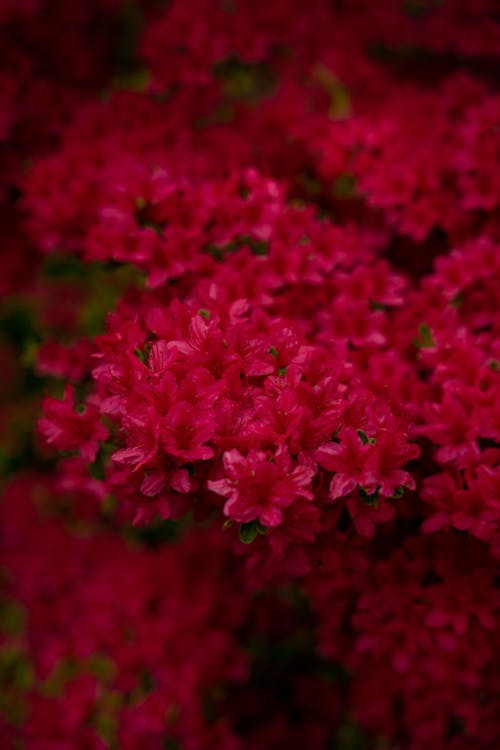 Close-up of Bright Pink Azalea Flowers