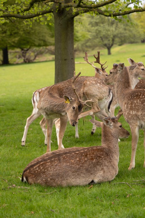 Deer in a Park 