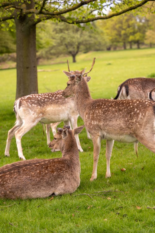 A Deer Herd on a Grass Field 