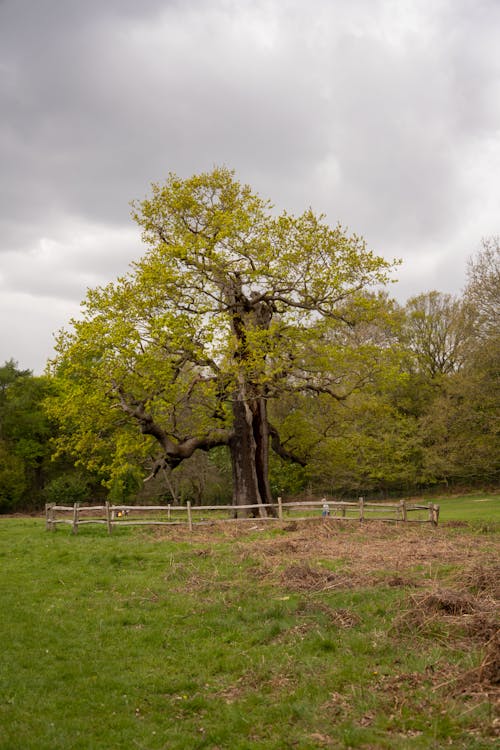 View of a Green Meadow and Trees under a Cloudy Sky 