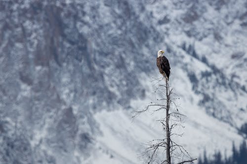 Foto d'estoc gratuïta de àguila calba, animal, arbre