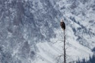 在爱达荷州斯坦利，一只雄伟的秃鹰栖息在雪山背景前的一棵树上