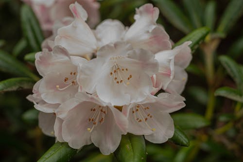Blooming Spring Rhododendron