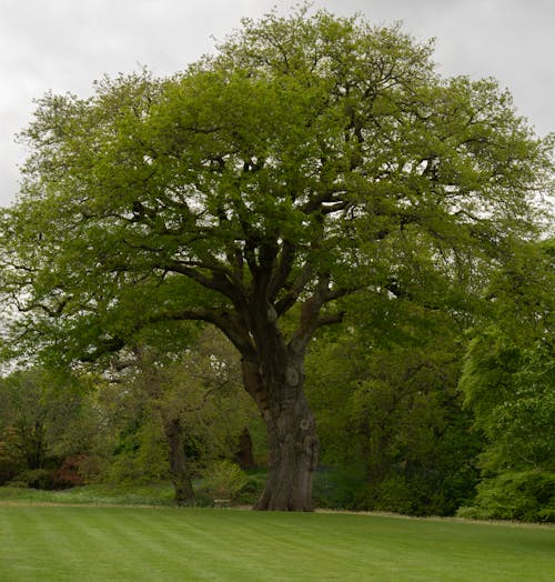 Trees with Bright Green Trees on a Field 