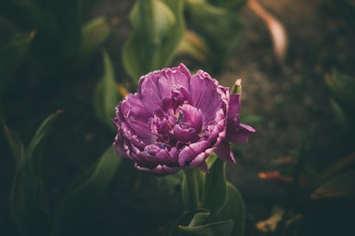 Chinese Herbaceous Peony