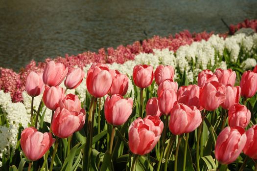 Beautiful tulip garden by a river in Lisse, showcasing spring's vibrant colors.