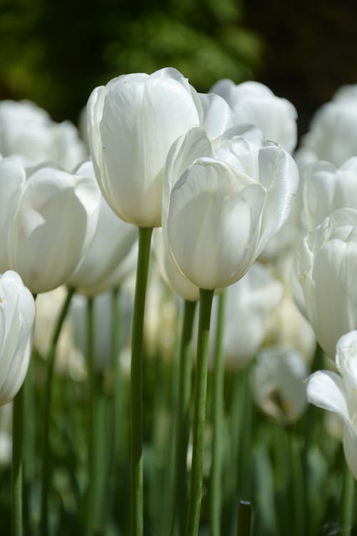 Бесплатное стоковое фото с белые лепестки, белые тюльпаны, вертикальный выстрел