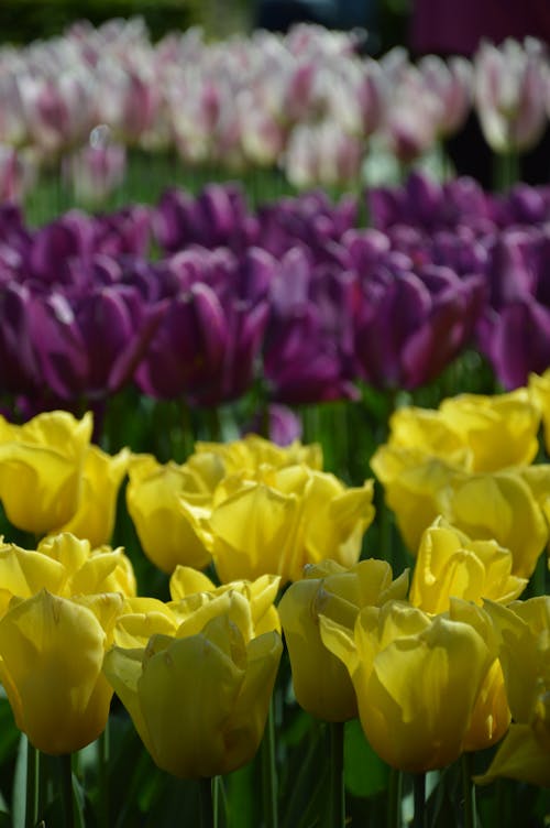 Foto d'estoc gratuïta de keukenhof, springhouse