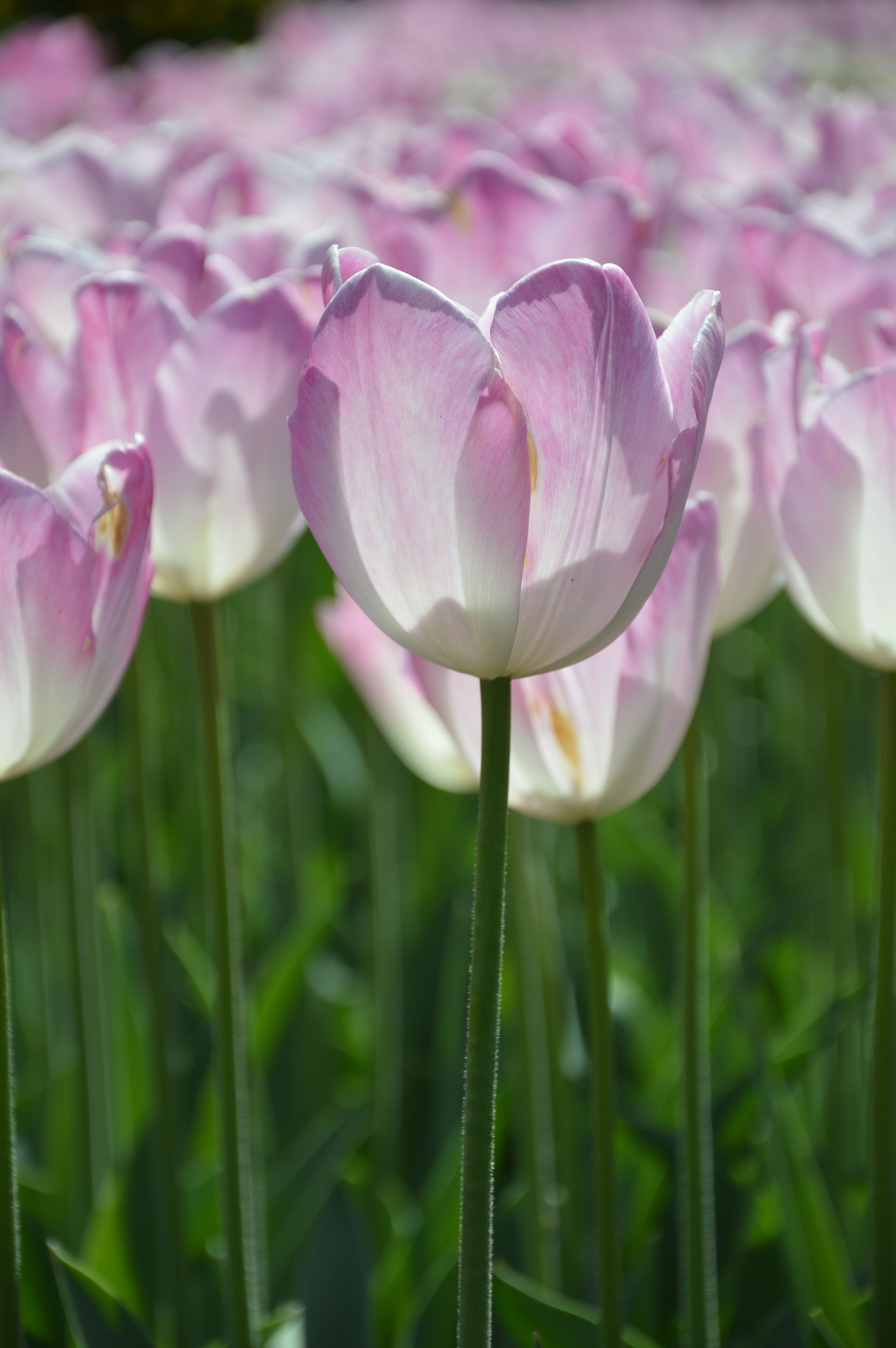 Field of Pink Tulips · Free Stock Photo