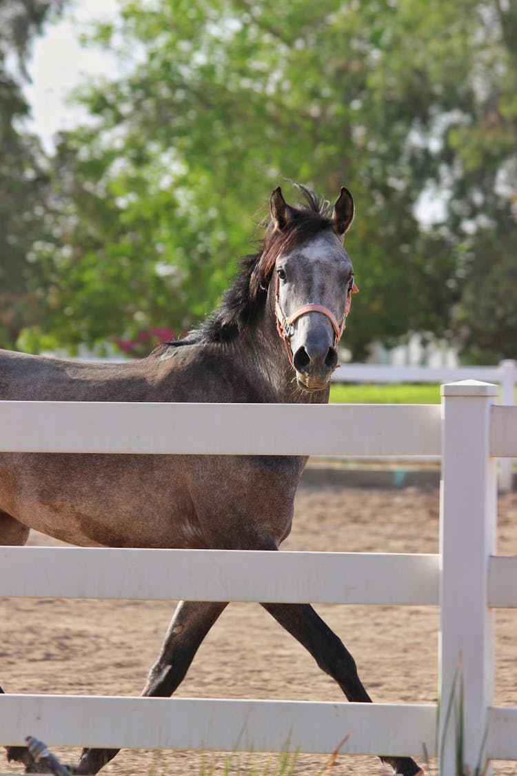 Horse Near Fence On Farm