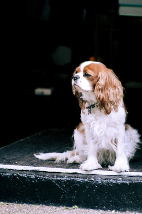 Free Portrait of a Cavalier King Charles Spaniel Stock Photo