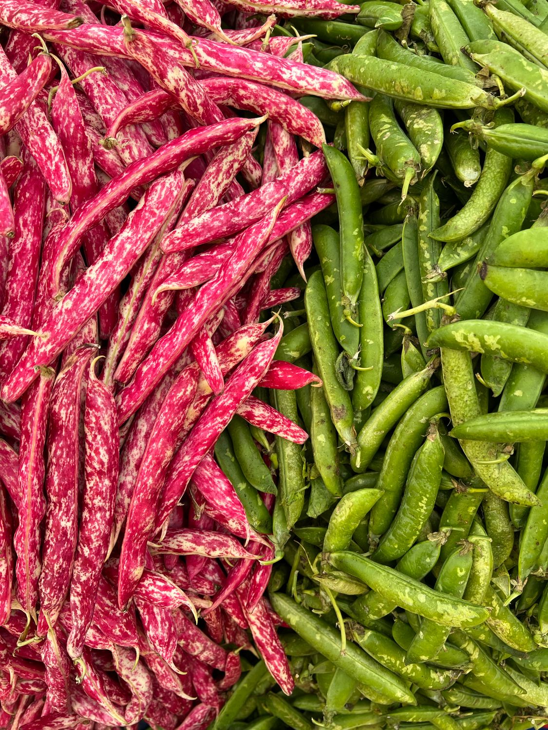 Red Green String Green and Red String Beans · Free Stock Photo
