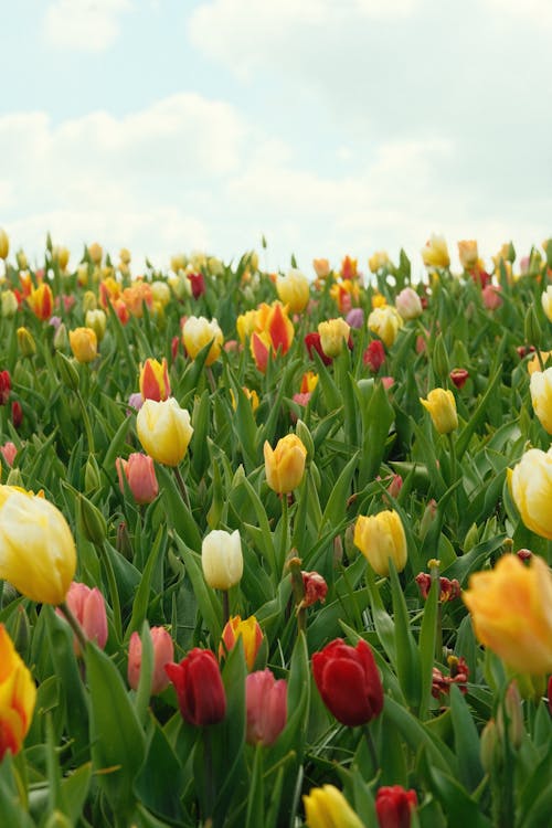 Foto profissional grátis de área, chácara, floração