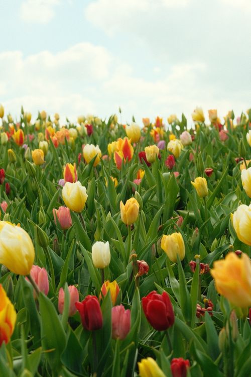 Free A vibrant field of colorful tulips in full bloom against a clear blue sky. Stock Photo