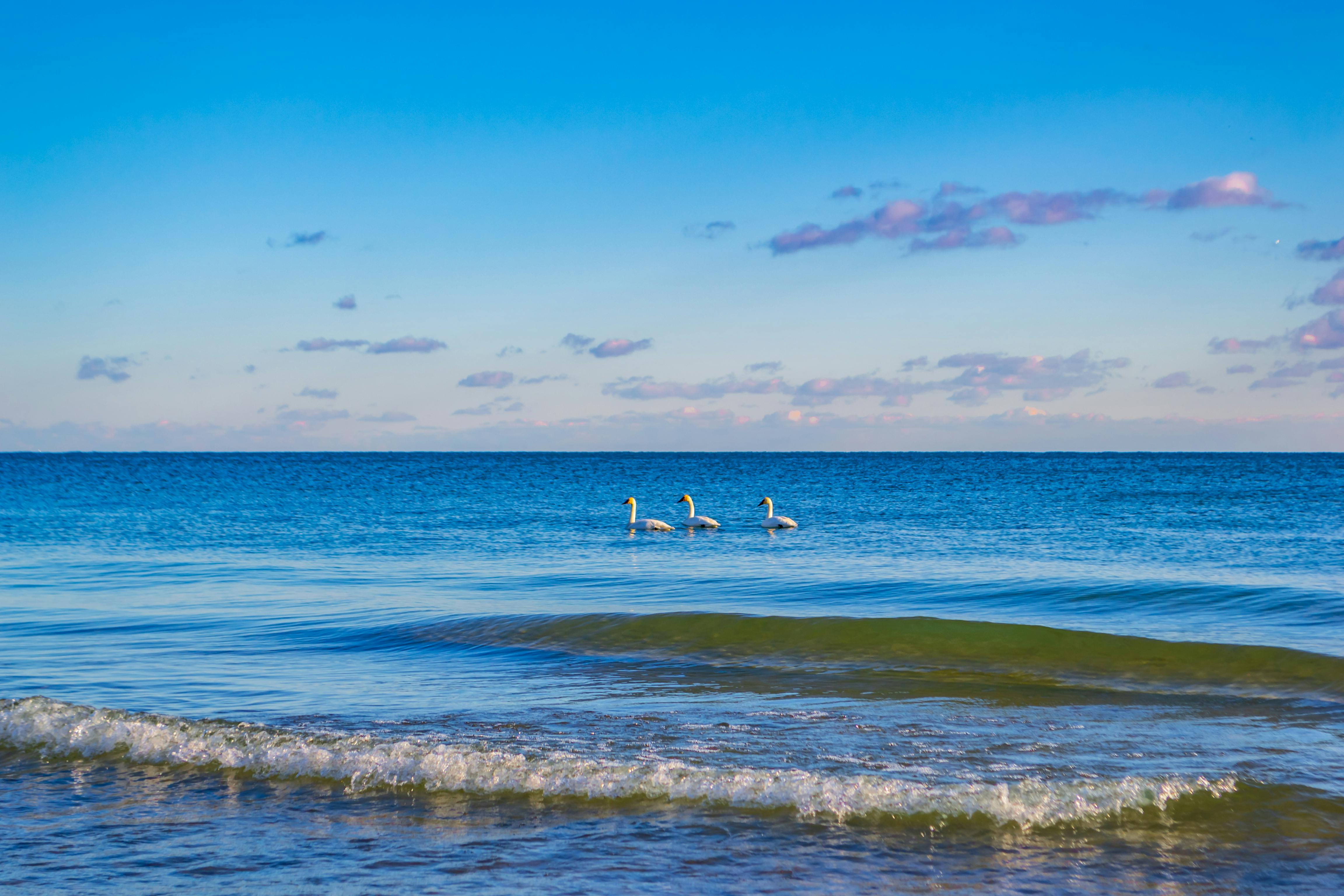 three swans in body of water