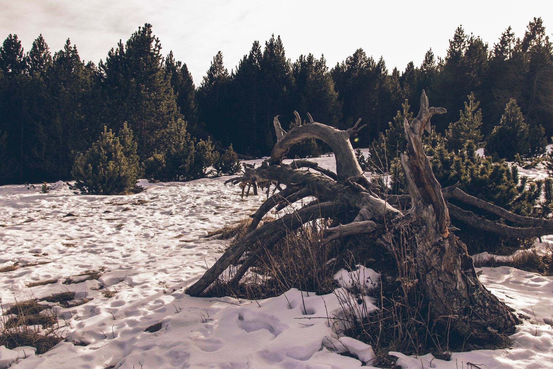 A winter forest scene with fallen tree roots and snow in a peaceful landscape.