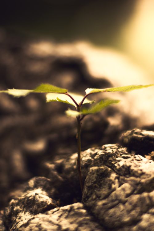 Free stock photo of forest, green, green leave Stock Photo