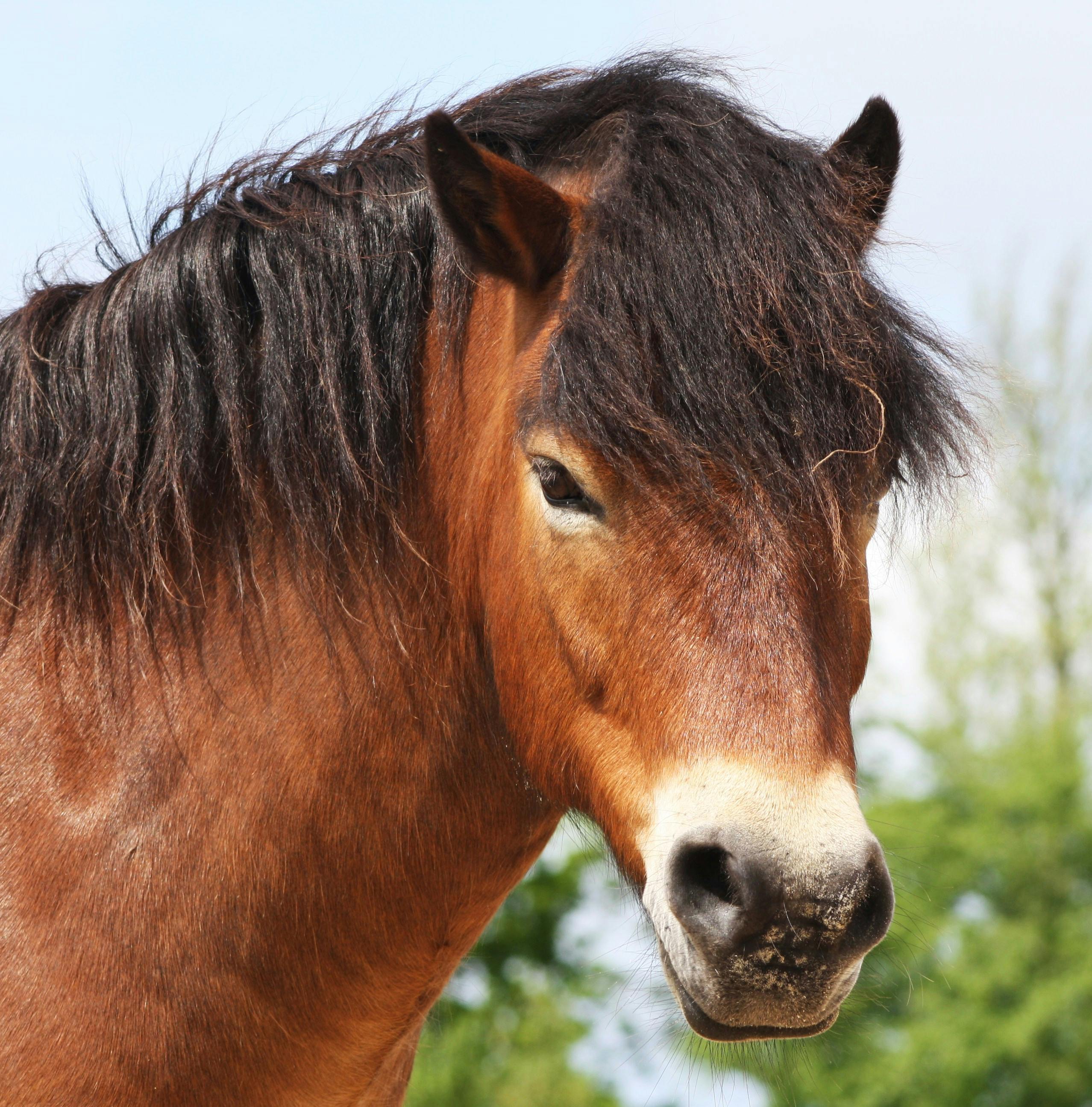 Mule Photos, Download The BEST Free Mule Stock Photos & HD Images