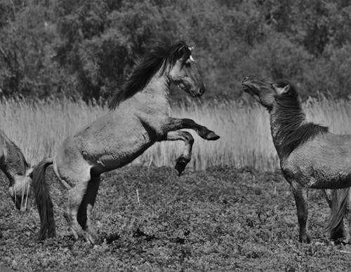 atlar, çalmak, çayır içeren Ücretsiz stok fotoğraf