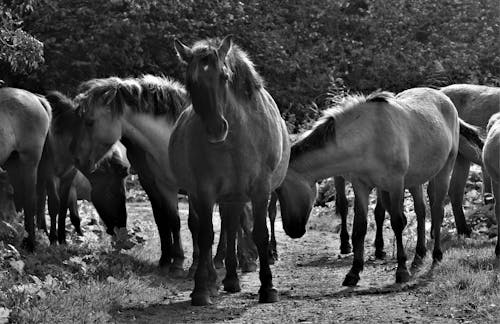 Herd of Horses on Rural Road