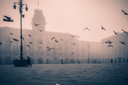 Birds over Misty Town Square